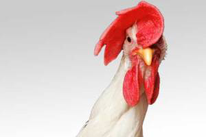 Danish antimicrobial use, animal welfare law stricter