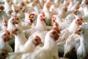 Canada: Livestock producers benefit from tax deferrals