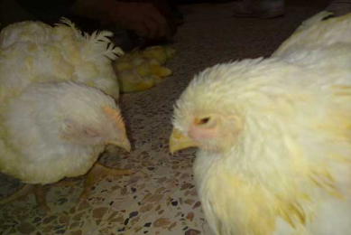 Avian mycoplasmosis is a continuing economic challenge
