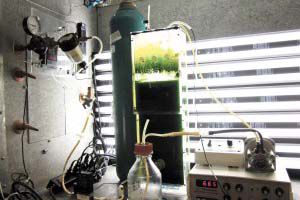 Study: Converting poultry generated ammonia into algae