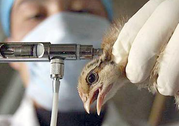 Imaxio signs agreement to develop animal health vaccine
