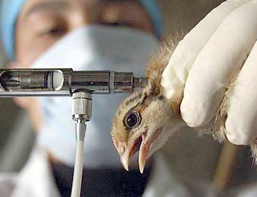 Imaxio signs agreement to develop animal health vaccine