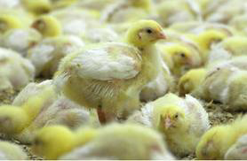 Researching the benefits of windrowing broiler litter