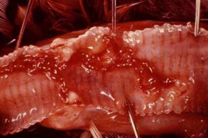 Gapeworm a perennial problem for game bird producers