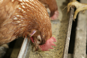 Strategic and profitable approach to poultry worming