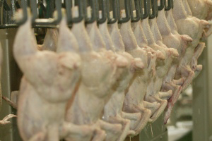 Tackling carcass contamination at the source