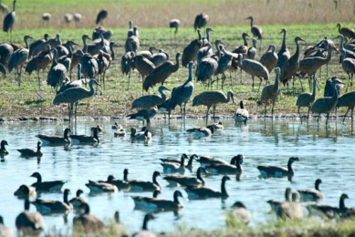 Alaska: Possible entry point for N5N1 bird flu