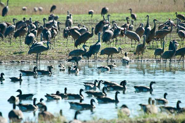 Alaska: Possible entry point for N5N1 bird flu