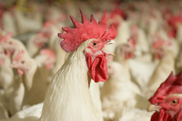 Managing breeding stock for optimal performance