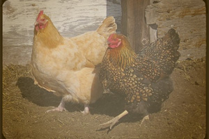 Research: The human-chicken relationship