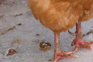 No way of disposing poultry waste in South India, yet