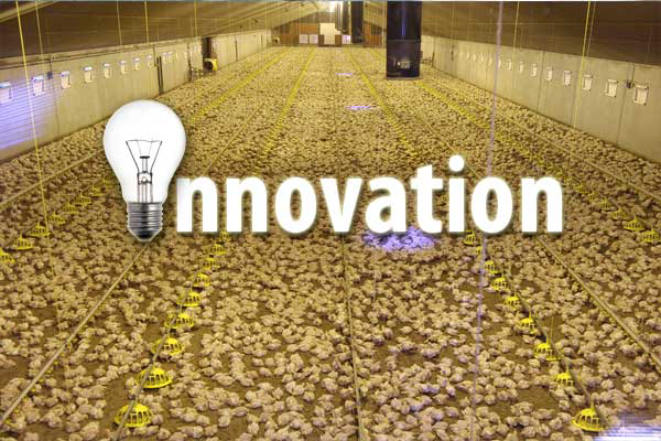 Innovation: The driving force in modern poultry farming