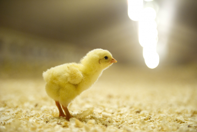 “Sustainable poultry production needed”