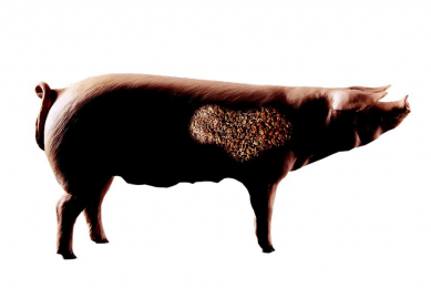 Biomin organises VIV Mycotoxin conference