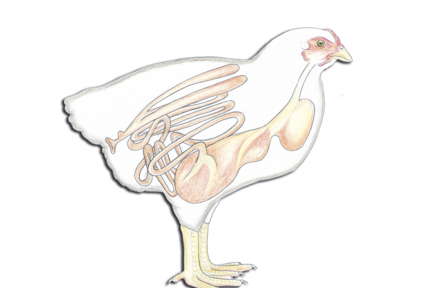Coccidiosis a major threat to the chicken gut