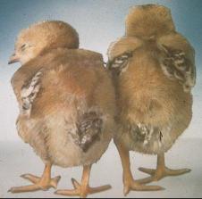 Germany: Salmonella found in one of six broiler farms