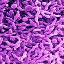 Faster Campylobacter screener developed