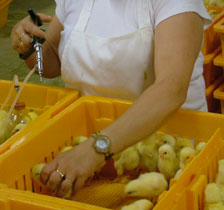 Study: IBV hatchery vaccination for broilers