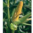 Increasing corn cost affects US chicken and egg prices