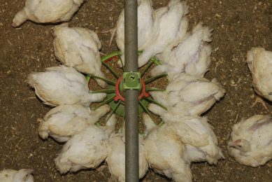 Synthetic betaine: Functional alternative in broiler nutrition