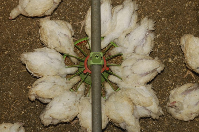 Synthetic betaine: Functional alternative in broiler nutrition