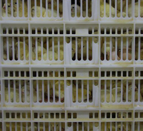 Selection for ascites incidence influences hatch window