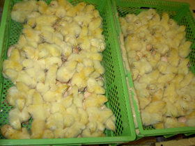 Uniform incubation conditions optimise the hatch window