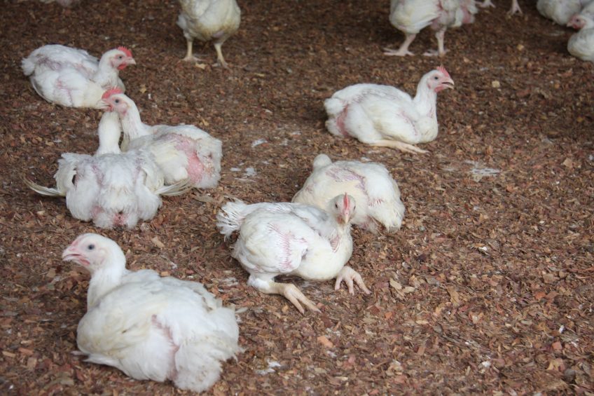 Controlling dietary factors to raise healthy birds