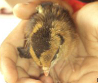 Eggless chick laid in Sri Lanka