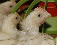 Newcastle Disease kills 44m broilers in Pakistan