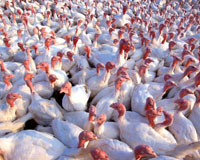 Russia announces four new turkey production projects