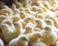 Bird flu affects Bangladesh DOC production