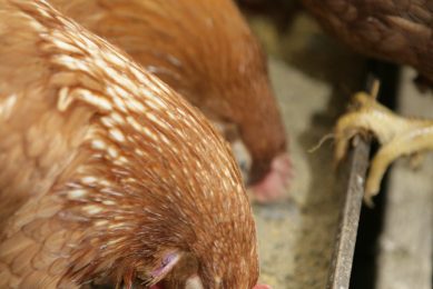 Feeding to prevent feather pecking in layers