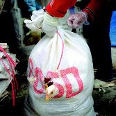 Bird flu poses a longer-term threat