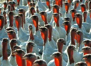 Metagenomics discovers new poultry viruses