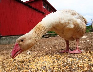 Norwich to revive Michaelmas goose dinner