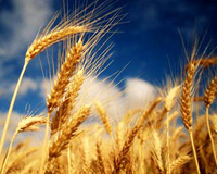 Tyson abandons wheat in poultry feed rations