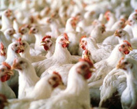 Egypt produces new bird flu vaccine
