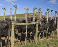 LPAI case in South African ostriches