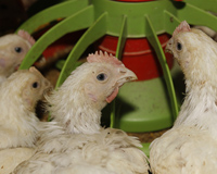 European Commission releases 145th edition of feed additive list