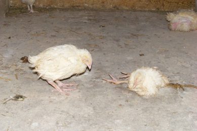 Coarse spray vaccination decreases coccidiosis in broilers