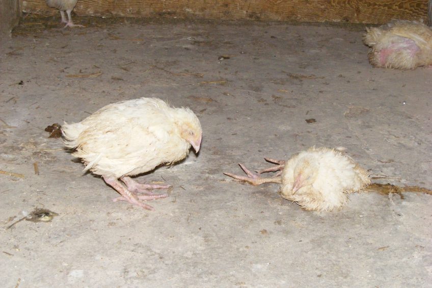 Coarse spray vaccination decreases coccidiosis in broilers