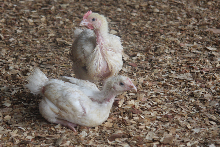 “Silence in the poultry house please”