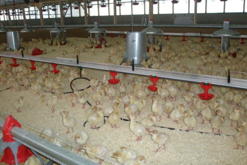 Improving breast meat yield starts in the hatchery