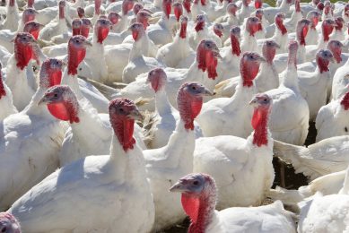 Higher phytase shot may boost turkey performance