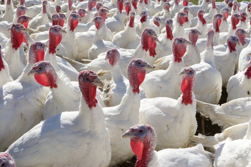 Higher phytase shot may boost turkey performance