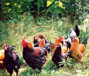 Australia’s consumers: 0.6% agree with free-range egg industry standards