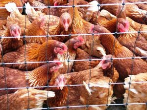 Nepal reports itself HPAI-free