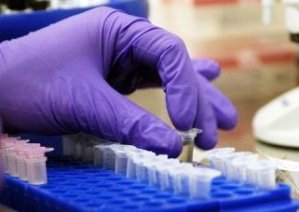 Chicken vaccines combine to form new ILTV viruses