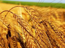Indian poultry sector seeks feed subsidy
